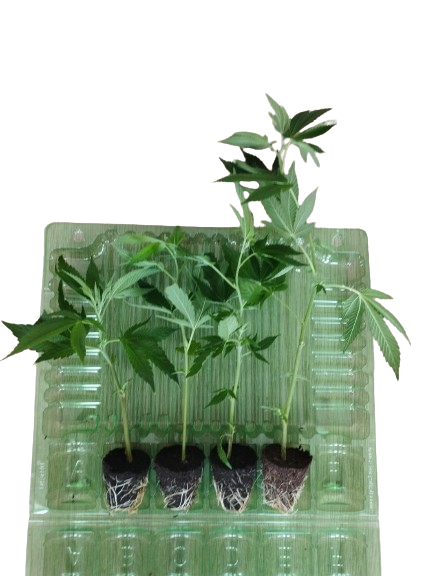 Hanfsteckling-weiblich-versand-deutschland-versandbox