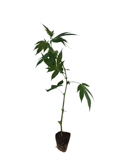 Hanfsteckling-weiblich-versand-deutschland4