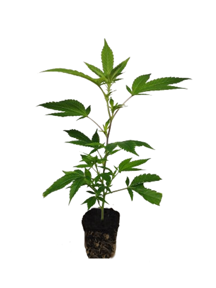 Hanfsteckling-weiblich-versand-deutschland_blueberry