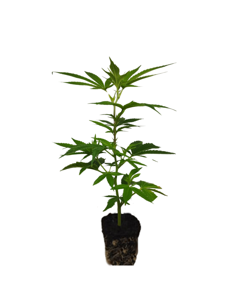 hanfstecklinge kaufen