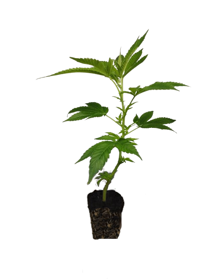 Hanfsteckling-weiblich-versand-deutschland_jach_herer