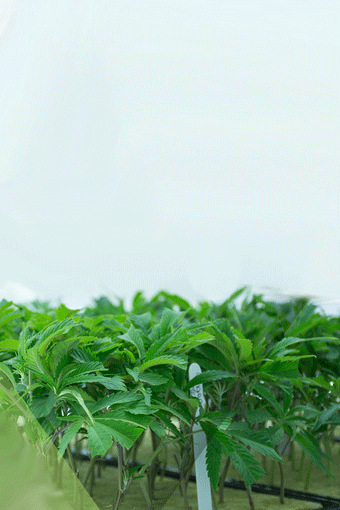 Hanfstecklinge_Rabatt_ueberbestand