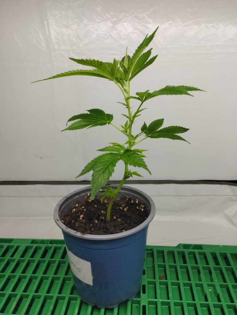 hanfstecklinge kaufen