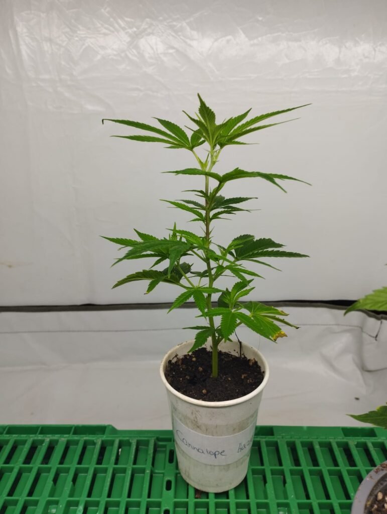 hanfstecklinge kaufen