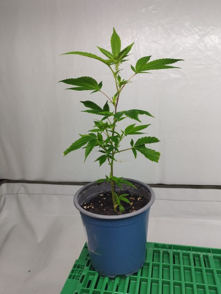 hanfstecklinge kaufen