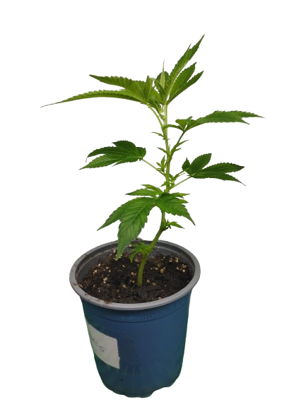 hanfstecklinge kaufen