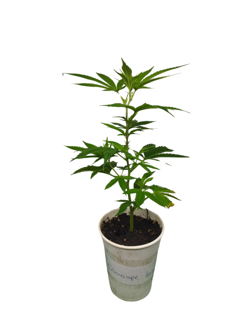 hanfstecklinge kaufen