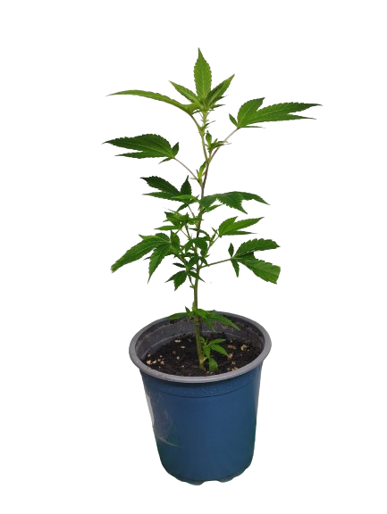 hanfstecklinge kaufen